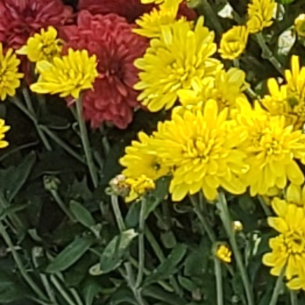 Meet your Posher, Donna